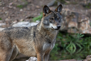  Lobo ibérico entre vegetación 
