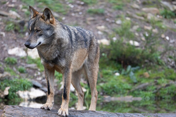  Lobo ibérico entre vegetación 