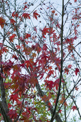 Canvas Print - Arbre en automne