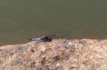 Wall Mural - Black-tailed skimmer dragonfly