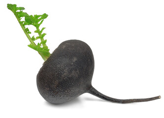 Wall Mural - Black radish isolated on white background