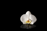 Fototapeta Desenie - white orchid on black