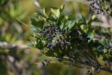 Canvas Print - Ligustrum japonicum berries. Oleaceae evergreen shrub.