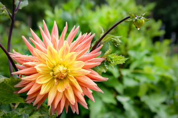 Wall Mural - yellow and pink dahlia flower in garden
