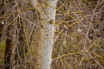 Wall Mural - typical tree in the forest outside the city