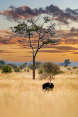 Wall Mural - wild african ostrich in tall, dry, africa grass in tanzania