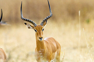 Wall Mural - wild african impala in tanzania, east africa