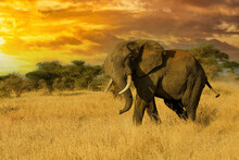 Large Bull African Elephant In The Savannah Under Orange Colorful Sky