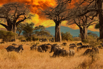 Wall Mural - herd of wild animals including wildebeest and zebra during migration through east africa feed on gra