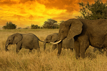 Wall Mural - a herd of wild elephants walk through the savanna grass in tarangire national park, tanzania, east a