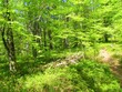 bright green temperate, deciduous forest in spring