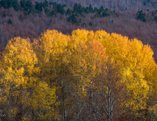 Wall Mural - forest