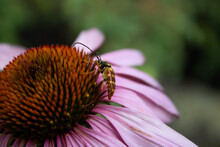 Banded Longhorn Beetle On Purple Cone Flower