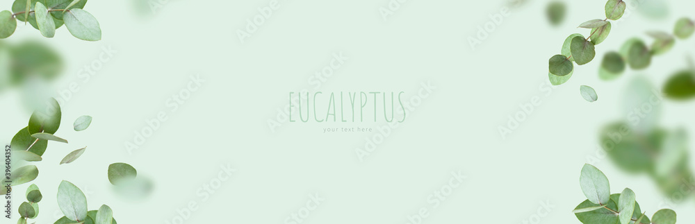 Flying fresh green branches of eucalyptus on light green background. Flat lay, top view, mock up. Nature eucalyptus leaves background. Eucalyptus branches pattern. Floral frame, layout for design - obrazy, fototapety, plakaty 