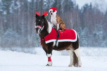 Dog Wearing A Hat Of Santa Claus Riding On The Back Of A Pony Dressed Up For Christmas. 
American Staffordshire Terrier Dog And Paint Color Pony At Christmas.