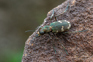 a tiger beetle - Cicindela sylvicola