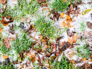 Wall Mural - top view of ice-covered frozen lawn with fallen leaves after freezing rain on cold autumn day