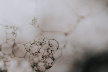 Poster - Selective focus shot of soap bubbles - perfect for backgrounds and wallpapers