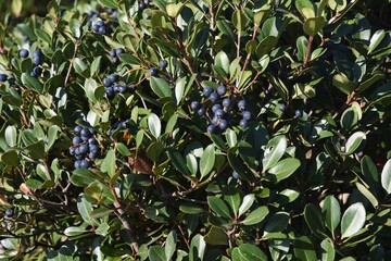 Wall Mural - Rhaphiolepis umbellata berries. Rosaceae evergreen shrub.