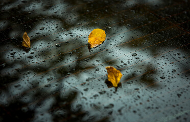 Late fall. Rain. Yellow autumn leaf on black wet asphalt.