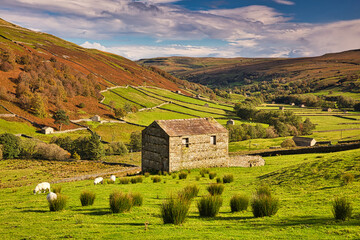 Grazing Sheep and Hay Barns, Swaledale in Autumn, Yorkshire Dales, England, UK.