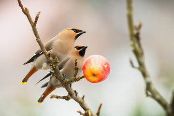 Wall Mural - Two bohemian waxwings, bombycilla garrulus, sitting on branch in winter nature. Brown songbirds resting on twig with apple. Winged animals with black and orange head looking on bough.