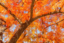 Closeup Of A Canopy Of Deep Orange And Yellow Autumnal Leaves On Tree With Brown Bark Rising Through Canopy.