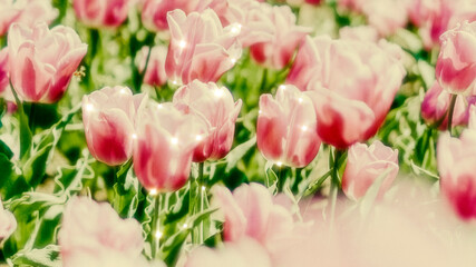 Wall Mural - sparkle tulip floral image background