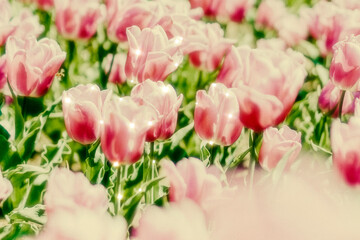 Wall Mural - pink tulip sparkle floral background image