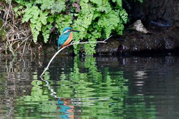 Wall Mural - common kingfisher is in the forest