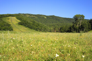 Wall Mural - beautiful summer landscape