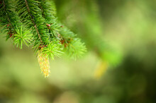 Young Green Pine Cone On A Conifer.