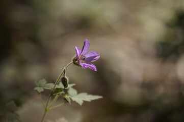 Flor