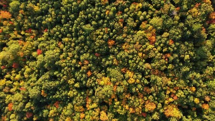 Wall Mural - beautiful travel look down fly over aerial of a densely covered forest with autumn colored foliage s