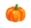 © ogurechka - Orange pumpkin. Hand drawn acrylic or gouache illustration on white