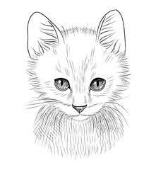 Sketch. White kitten. Portrait on an isolated background. Vector Engraving