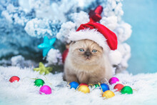 Funny Kitten In A Santa Hat Sits Near A Decorated Fir Tree On A Blue Soft Blanket