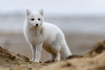 Wall Mural - arctic fox (vulpes lagopus) in wilde tundra. arctic fox on the beach.