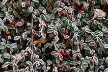Red Berries (cotoneaster Horizontalis) Under The Frost.