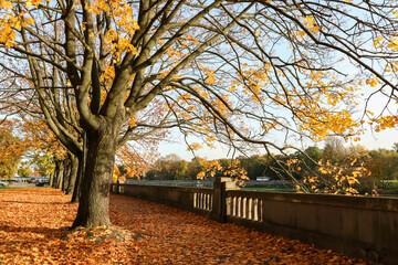 Canvas Print - Beautiful autumn park in the city.