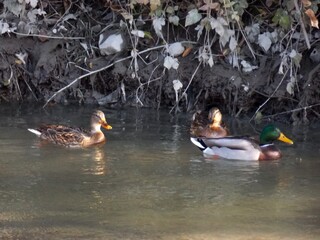 Wall Mural - wild ducks in the river