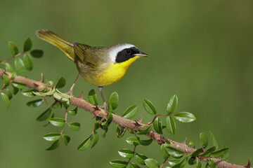 Wall Mural - Common Yellowthroat, Geothlypis trichas