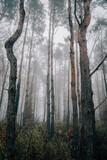Fototapeta Las - forest in the fog