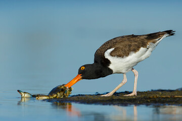 American Oystercatcher, Haematopus palliatus