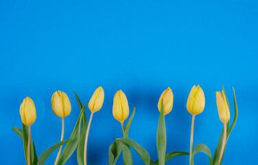 Sticker - Tulips flowers on a background