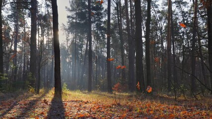 Wall Mural - Autumn orange leaves slowly fall from trees to the ground. Gorgeous sunny morning in the autumn forest. Rays of the sun break through from the tree trunks. Slow motion, UHD