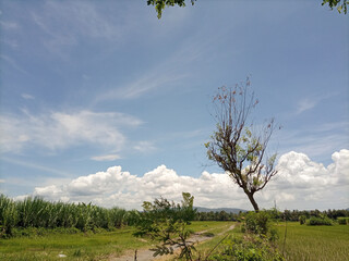 view of rice fields with blue sky after harvest