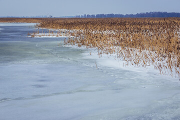 Canvas Print - Braided river Narew in Narew National Park, Waniewo village in Poland