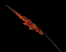 Red Reed Plumes, Pampas Grass With Stalk Isolated On Black Background With Clipping Path