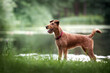The Irish Terrier stands on the shore of the lake in the summer
